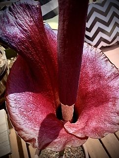 Amorphophallus konjac Otherwise known as Voodoo Lily Amorphophallus,Amorphophallus konjac,Geotagged,KonjacAmorphophallus konjac,Spring,United States,Voodoo Lily,exotic plants,konjac