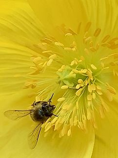 Western Honey Bee on Icelandic Poppy A honey bee from our hives, gathering nectar & pollen from an Icelandic Poppy Apis mellifera,Geotagged,Summer,United States,Western honey bee