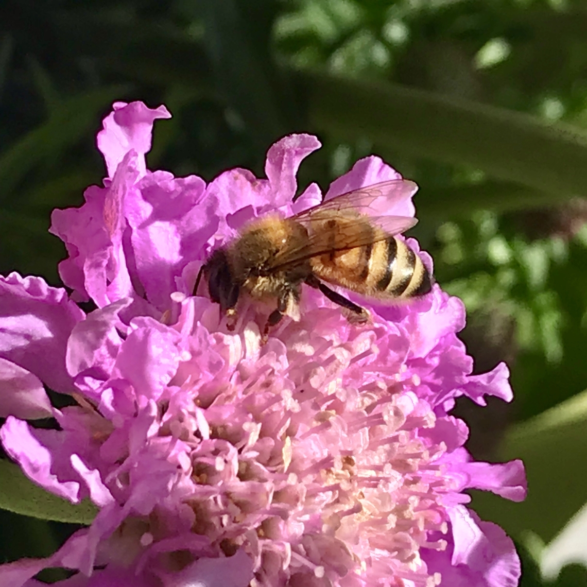 Western Honey Bee on a Pincushion (Scabiosa) flower A honey bee from our hives, gathering nectar &amp; pollen from a Pincushion (Scabiosa) flower Apis mellifera,Geotagged,Spring,United States,Western honey bee