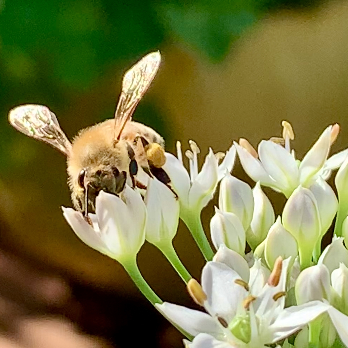 Western Honey Bee on Garlic Chive flower A honey bee from our hives, gathering nectar &amp; pollen from a Garlic chive flower Apis mellifera,Geotagged,Summer,United States,Western honey bee