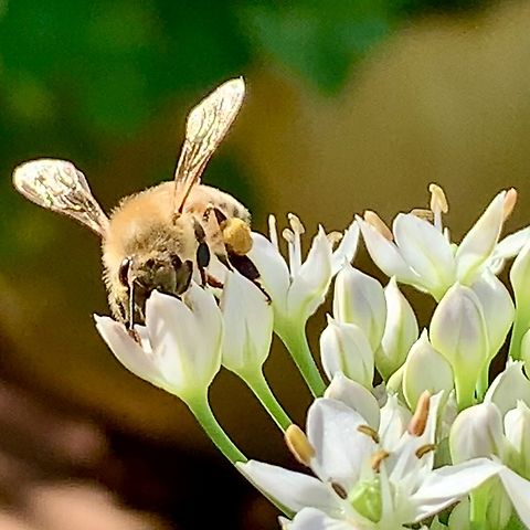 Western Honey Bee on Garlic Chive flower A honey bee from our hives, gathering nectar & pollen from a Garlic chive flower Apis mellifera,Geotagged,Summer,United States,Western honey bee