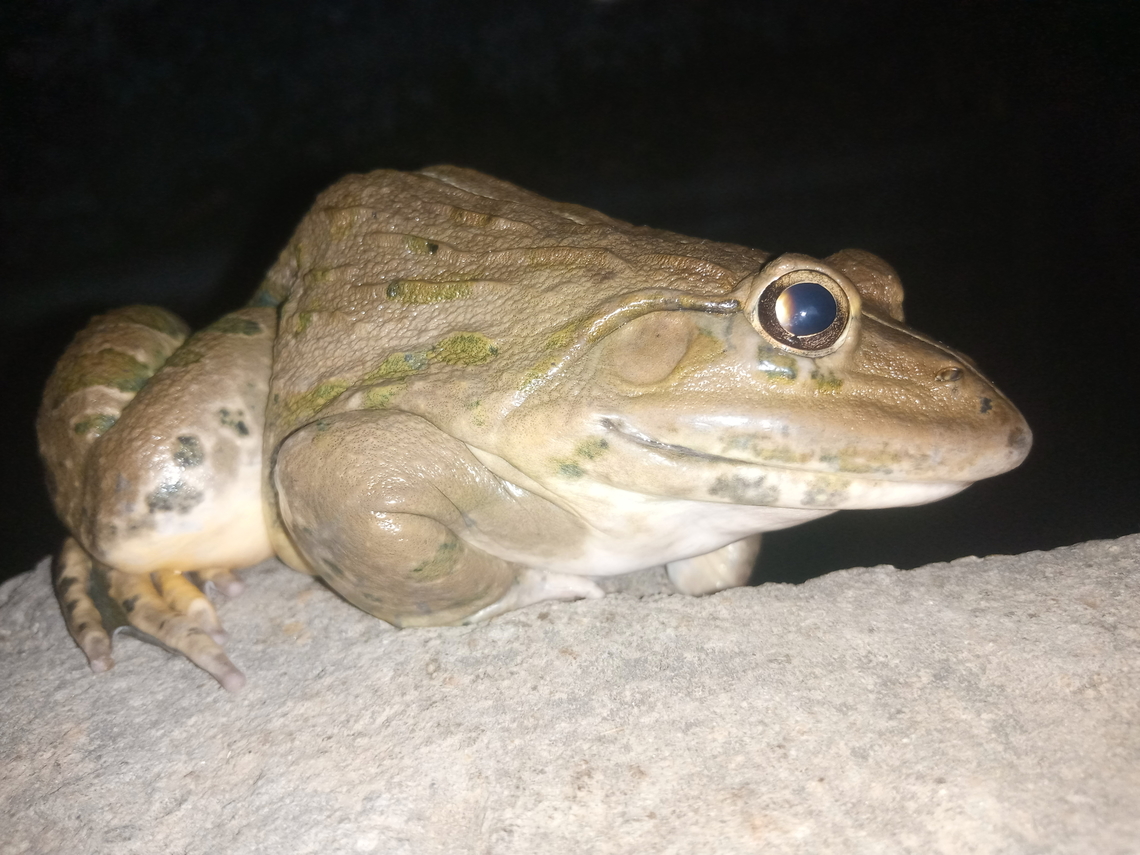 IMG_20220425_201632_226  Asian bullfrog,Hoplobatrachus tigerinus