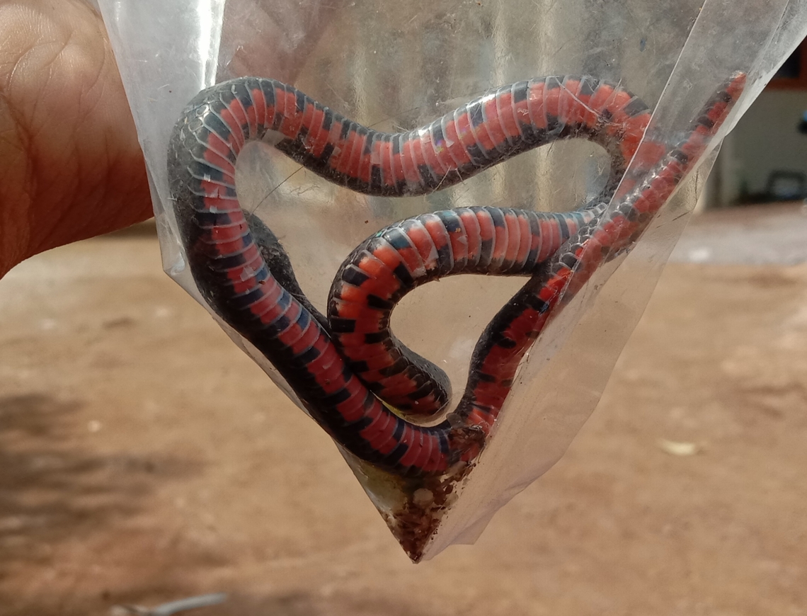 IMG_20200721_182244  Geotagged,Indonesia,Serpentes,Snakes,Winter