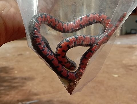 IMG_20200721_182244  Geotagged,Indonesia,Serpentes,Snakes,Winter