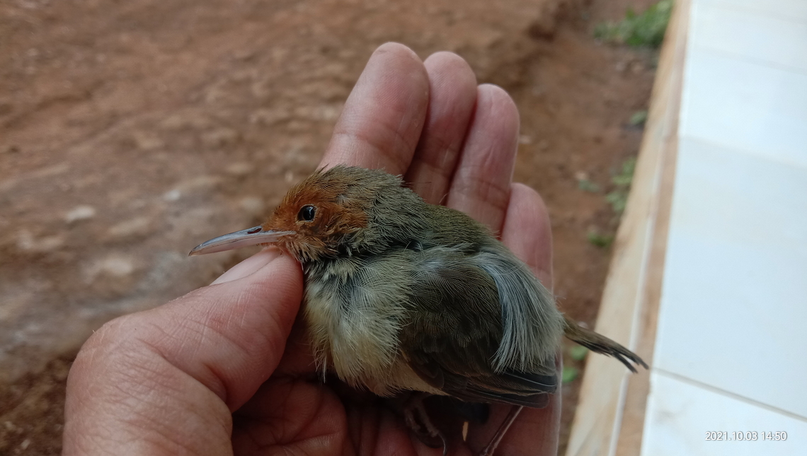IMG_20211003_145002  Aves,Birds,Geotagged,Indonesia,Spring
