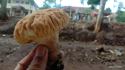 IMG_20211129_073938  Fall,Geotagged,Indonesia,Spring