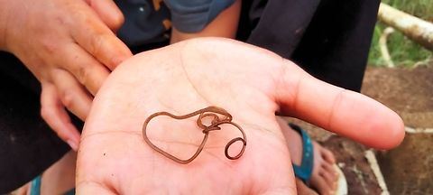 IMG-20220401-WA0040  Geotagged,Indonesia,Serpentes,Snakes