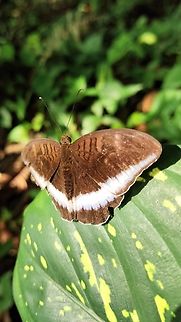 Male Horsefield's baron - Tanaecia iapis This photo was taken in Bogor, Indonesia. The species can be easily found in Singapore, Indonesia and Malaysia. #butterflies #butterfly #wild #nature #tanaecia,Horsfield's Baron,Tanaecia iapis