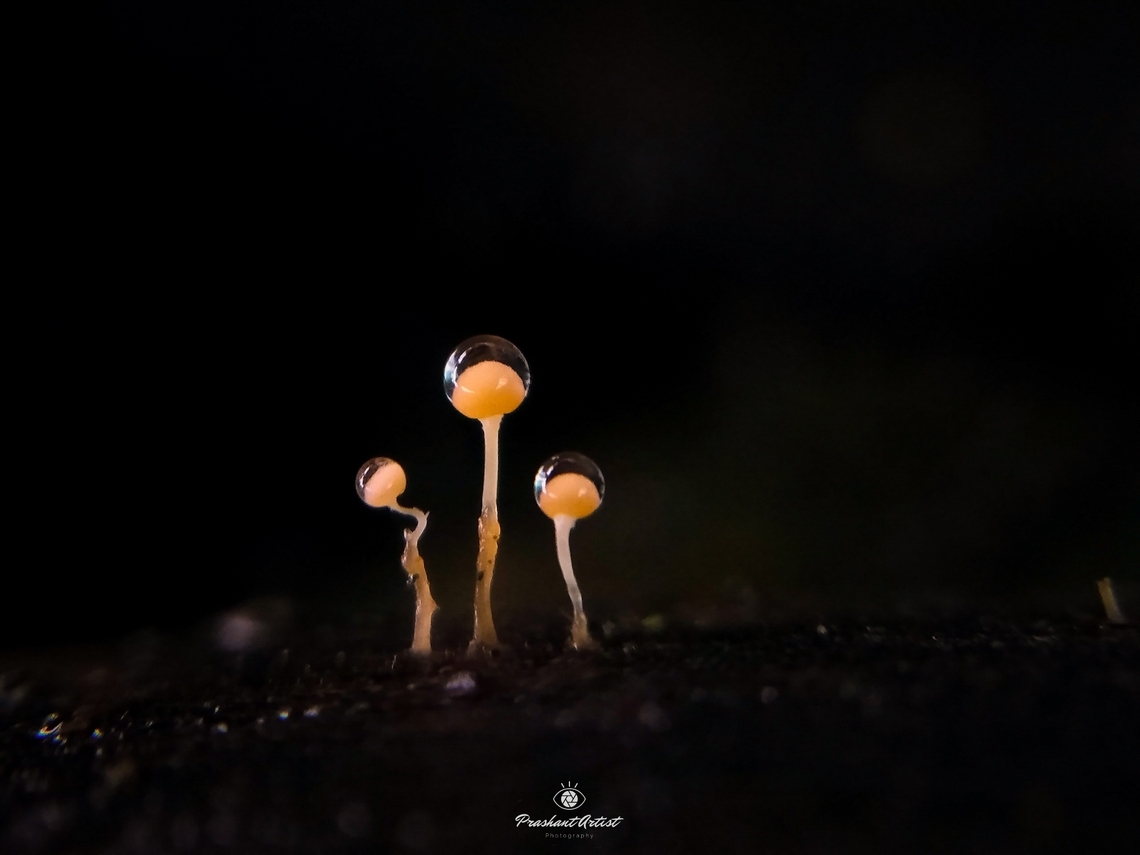 Trichia decipiens (Tiny Lolipop, Slime Fungi). The plasmodium is white, becoming pink to red at maturity. The small- to large-group-forming fruiting bodies are shiny olive to yellow-olive or brown, and bear mainly stalked, rarely sessile sporangia. These are conical to peak-shaped and are up to 3 mm high and 0.6 to 0.8 (rarely up to 1.3) mm wide.<br />
.<br />
The shiny, membraneous hypothallus is wide, and pale to brown in colour. The cylindrical stem is wrinkled, dark brown at the base and becoming gradually lighter toward the top, and is filled with up to 1 mm-long, spore-like bodies. The solid or membranous peridium is yellow, often transparent om thin areas, thickened and deeper beneath, surviving as an initially shallow calyculus.<br />
. Microscopic evidence:<br />
The capillitium from the mass is olive to olive-yellow and is composed of non-overgrown, simple or branched, deeply olive-yellow, 5 to 6 &micro;m thick elaters, which stand in relief as three to five overhanging spiral strands and become pointed towards the end. The spore mass is olive-yellow to olive, in transmitted light appearing pallidly olive-yellow, occasionally paler. The spores are 10 to 13 &micro;m in diameter, and have a largely reticulated surface, the remainder being densely warty or prickly. Geotagged,India,Trichia decipiens,Trichia decipiens Fungi