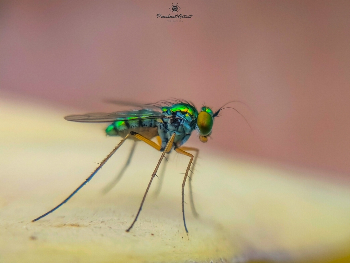 Green Long Legged Fly (dolichopodidae). Goniochromism<br />
Heteropsilopus or Sciapus sp<br />
They usually rest on broad leaves looking for small soft-bodied insects. Geotagged,India,Insects green,entomologist,long legged fly,macro