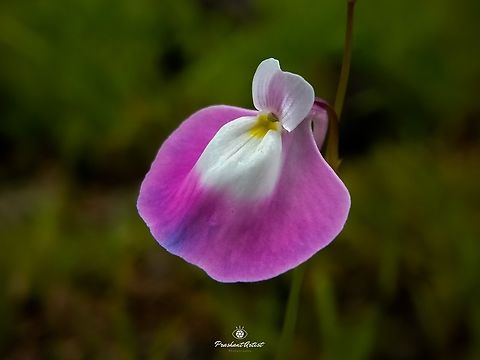 Utricularia albocaerulea