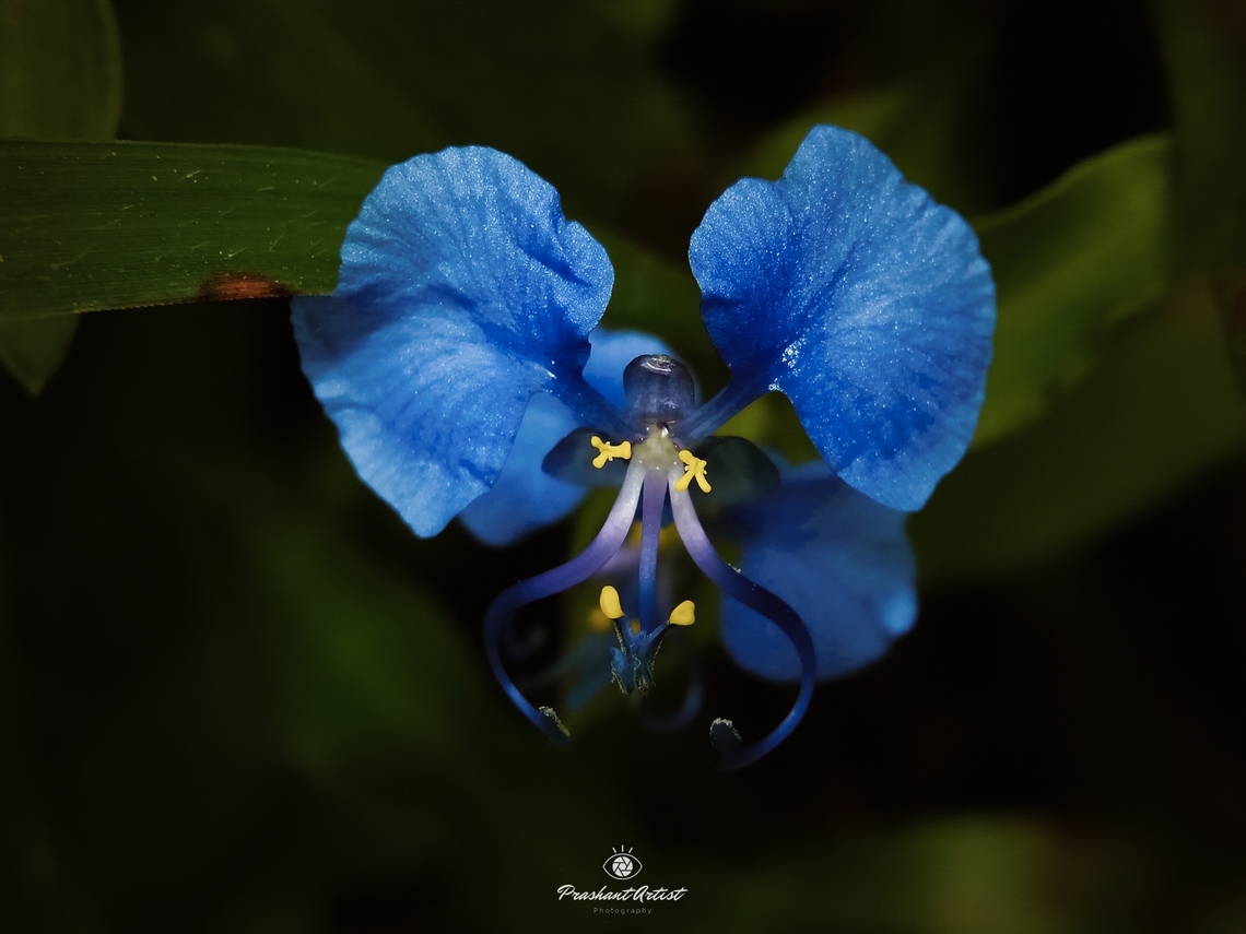 Commelina forskaolii (Forsskal's Flower) Commelinaceae family<br />
Forsskal&#039;s Dayflower is a prostrate herb, 20-30 cm long. Long slender stems are branched and rooted at nodes, which make the plant prostrate. Narrowly oblong leaves are 3-5 cm in length, and have a wavy margin. Tiny butterfly like blue flowers are 1 cm across, and occur in cymes of 1-3 at the end of branches. Flowers are enclosed in ovate, hairy, hooded spathes 1-1.5 cm long. The flowers have 3 petals - the larger two are like butterfly wings. There are 3 distinct stamens. Blue,Commelina forskaolii,Gadag,Geotagged,India,Wild Karnataka,bloom,endemic,floral,flowering plant,wildkarnataka