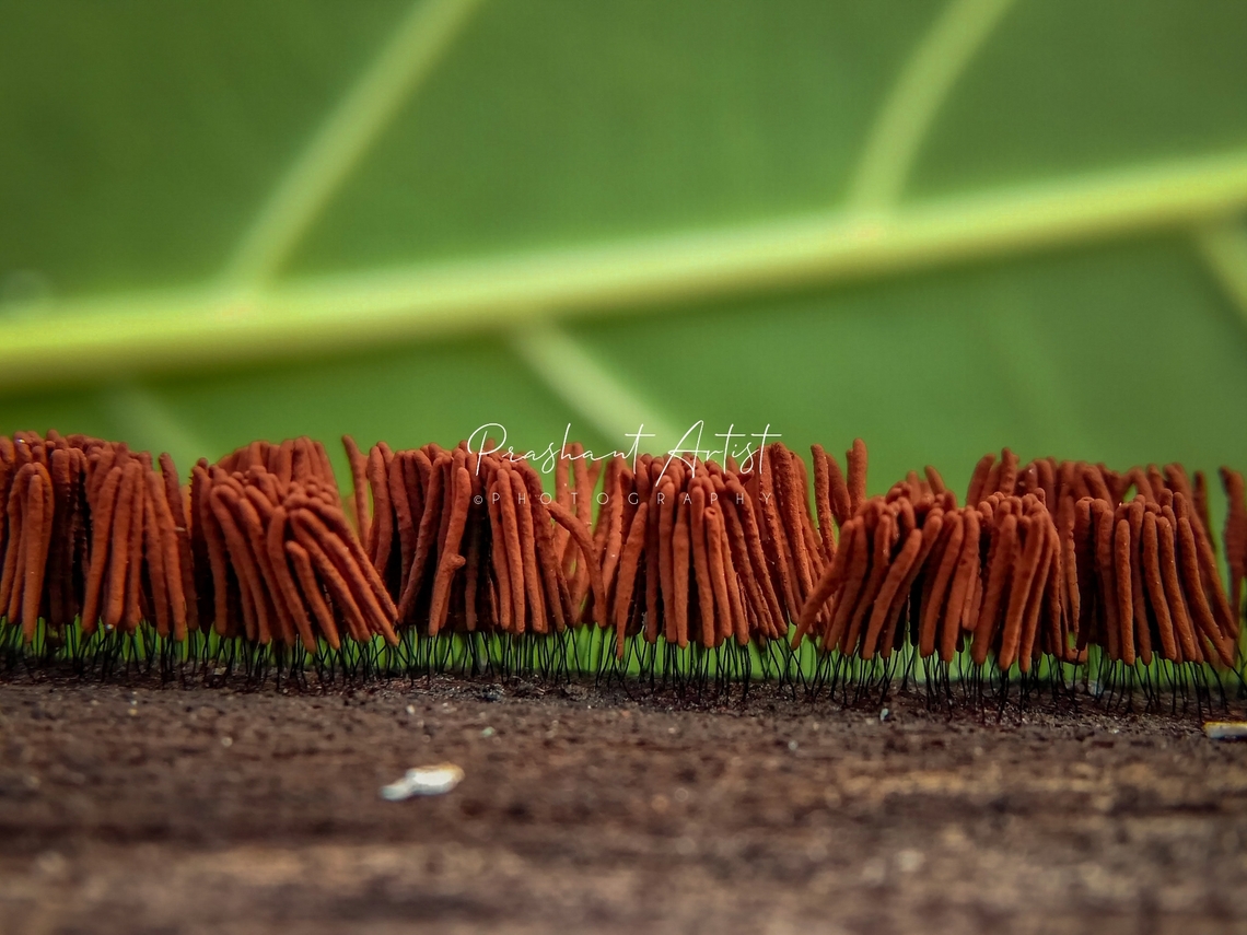 Stemonitis sp. (Dead Wood Fungi) Stemonitis sp. is the fungi produces huge spores which we can access for regeneration,<br />
I found these little stuffs on dead wood and captures with devise smartphone with using macro lens.<br />
really it is very cool with its survival. shorter but longer spectrum producible hint. Fungi,Geotagged,India,Macro,slime mold