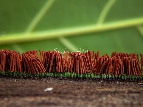 Stemonitis sp. (Dead Wood Fungi) Stemonitis sp. is the fungi produces huge spores which we can access for regeneration,
I found these little stuffs on dead wood and captures with devise smartphone with using macro lens.
really it is very cool with its survival. shorter but longer spectrum producible hint. Fungi,Geotagged,India,Macro,slime mold