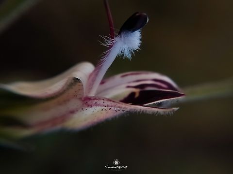 Andrographis Sp Photography Devise Used Oppo A7 with SKYWIK Signi 20x lens
The flower looks Obviously gorgeous,...  Bloom,Floral,Forest,Geotagged,India,Plant,Western,flower