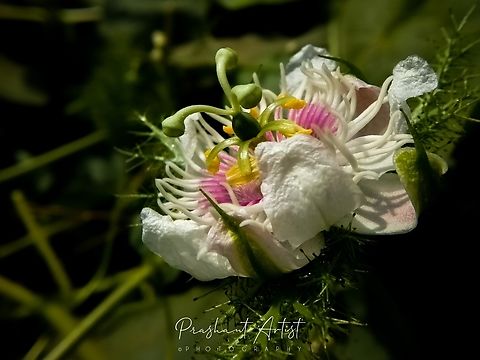 Passiflora foetida (stoneflower) Habitat is climber and the picture showing the flower, which is petals were affected by temperature action. Geotagged,India,Passiflora foetida,Pink Flowers,Stinking Passionflower,Temperature,Wildflowers,flowering plant,tree climber