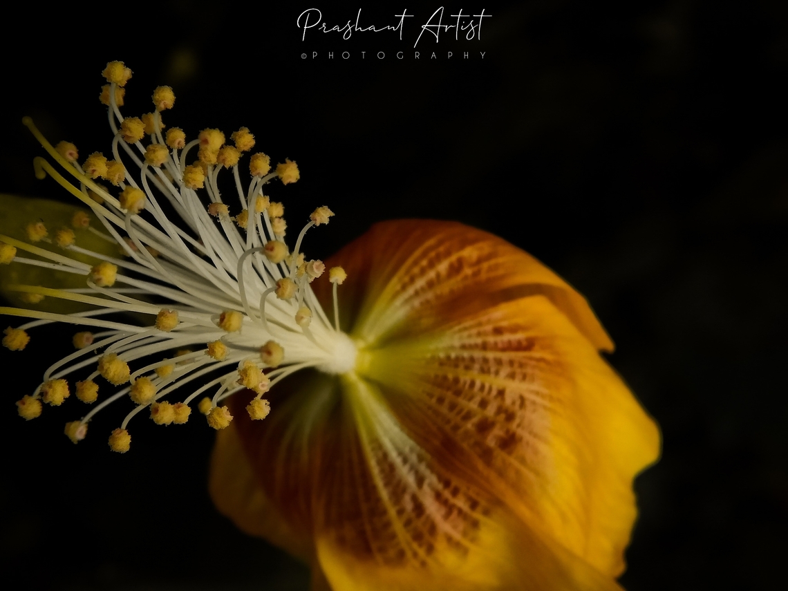 Abutilon persicum (Persian Mallow) The flower Polyandria looks the bokeh. the petals are broad and have the red vein texture at the base of the petal or at the attachment. The leaves are marginal dentate. This picture was taken in western part of the karnataka India. Abutilon,Abutilon persicum,Geotagged,India,Polyandria,Wildflowers,flowering plant,red,western ghat of India,yellow flowers
