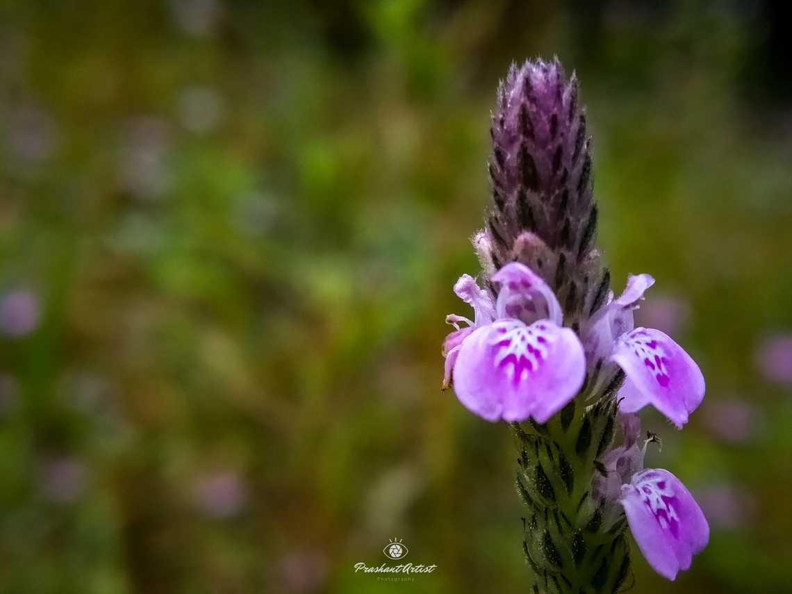 Justicia procumbens Carefully watch the structure of flower will show women reading a book. As I found some history about Ancient statue of sensual Italian Renaissance Era woman reading a book, Potsdam, Germany. It is likely that statue and that statue says about women mental truth, that is gender female brain thinks more vast than the male one. Closeup,Geotagged,Girl reading a book,India,Justicia procumbens,Pink Flowers,creature,details,flowering plant,wildflower