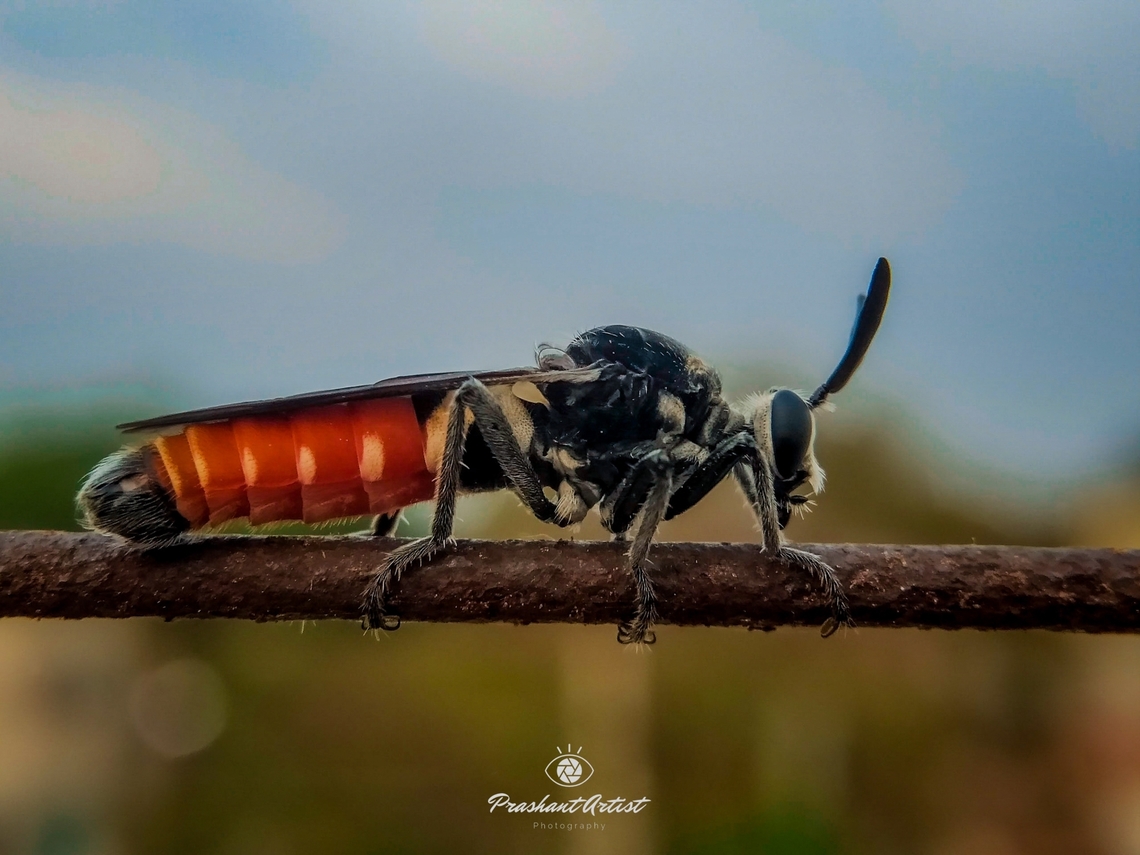 Asilidae Member of Acilid or Acilidae can eat Minute insects with using holding chambers on front body scape. Geotagged,India,black,entomologist,entomology,insect,miniature,red,wild insect,wildlife photography