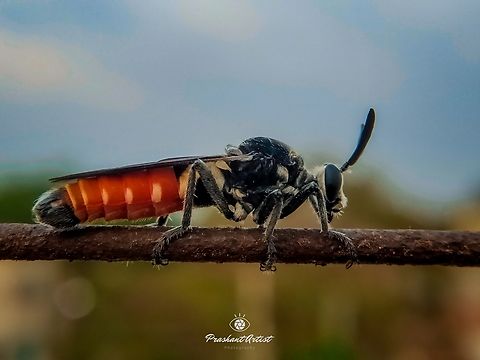 Asilidae Member of Acilid or Acilidae can eat Minute insects with using holding chambers on front body scape. Geotagged,India,black,entomologist,entomology,insect,miniature,red,wild insect,wildlife photography