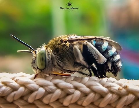 Amegilla zonata. Blue banded bee. Insect highjack by its beak and got stuck on clumpy thread which that thread used to hang the clothes. Amegilla zonata,Blue,Blue banded bee,Geotagged,India,Macro,amagella,details,entomologist,entomology,india,insect,wildkarnataka