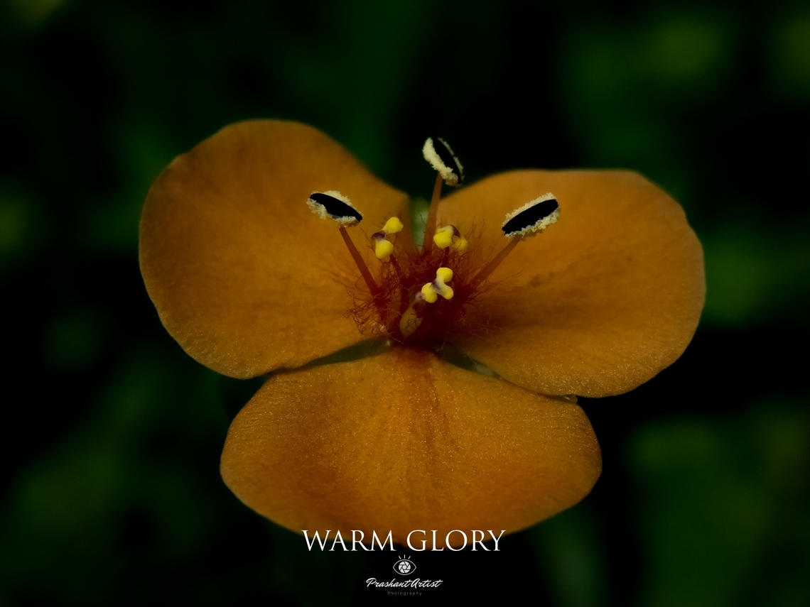Murdannia versicolor Warm glory or Murdannia versicolor is one of the commelinaceae member and common in western ghats of India Karnaraka. Commelina,Dark,Flora,Forest,Geotagged,India,Murdannia,Murdannia versicolor,Orange,bloom,floral,flowering plant,orangebloom