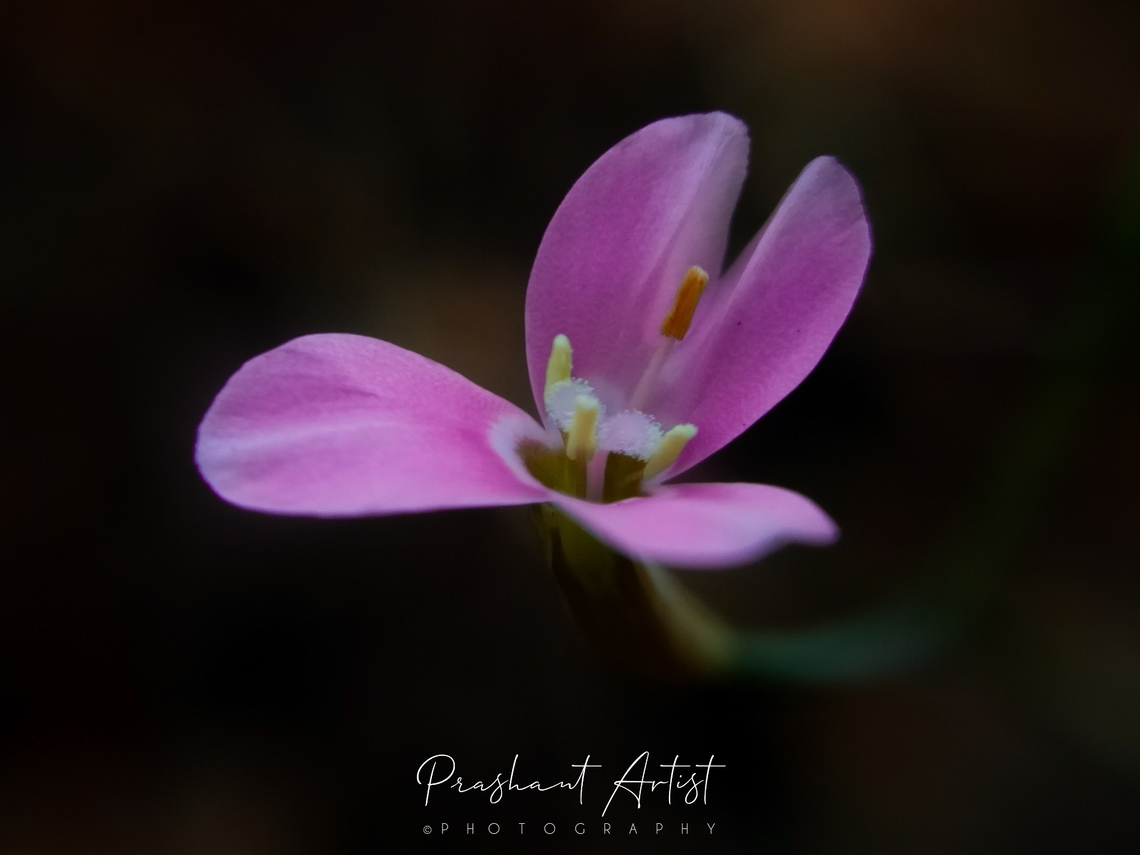 Canscora diffusa. One of the minute flower from gentianaceae family. The plant widely distributed in South India and is common for western ghats of India. Canscora diffusa,Geotagged,India,Pink Flowers,Rainforest,Wild Karnataka,bloom,blooming,conscora,flower,flowering plant,western ghats,westernghats,wildkarnataka