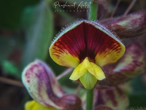 Rhynchosia rothii (sticky southbean). The Fabaceae Papilionoideae member. Usually plant have sticky substance (adhesive property). Therefor the plant is called as Sticky southbean. The plant usually common in south part of India, even it is distributed through high temporal regions, only because of community development and their association benefited to all locomotive organisms. Fabaceae,Geotagged,Hills,India,Rhynchosia viscosa,Stickyweed,Wildflowers,flower,flowering plant,karnataka,rhynchosia,wildflower,wildkarnataka,yellow flowers