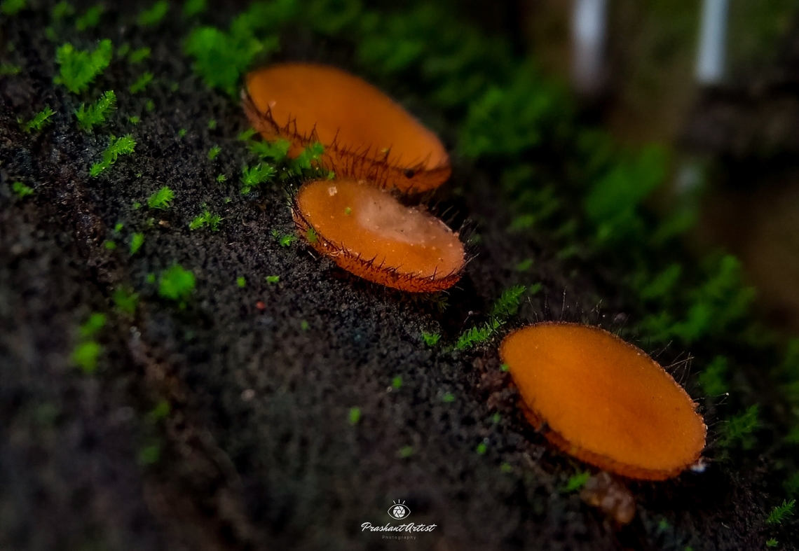 Scutellinia scutellata. (Apothecial or Eyelash Fungi) This fungi found in my kitchen garden on dead wood. Usually they are very minute about 0.3cm, Distributed in Gadag, and western ghat line from Karnataka Region India. Eyelash cup,Fungi,Geotagged,India,Wild Karnataka,eyelash cup fungus,eyelash fungus,orange fungus