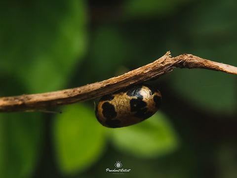 Campopleginae cocoon The golden shiny bead with dark spots on surface known of one of the insect cocoon, That insect picture will upload soon. Campopleginae,Cocoon,Geotagged,Green,India,Naturalist,Wild Karnataka,entomologist,entomology,insect,nature conservist
