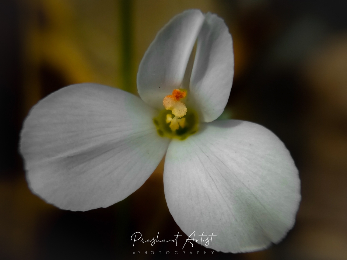 Canscora perfoliata Stem is four winged and leaves are arranged oppositely with flower bloom coloration varied by temperature action and other physical factors affection. This plant found near Uttar kannada District Karnataka India. Canscora perfoliata,Forest,Geotagged,India,Wild Karnataka,Wildflowers,flower,flowering plant,incredible india,white flower,wildflower