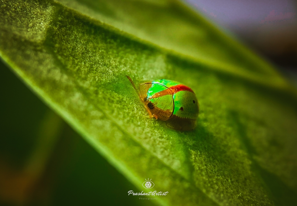 Chiridopsis bipunctata (Indian Tortoise beetle) Chiridopsis bipunctata (Indian Tortoise beetle) is common with the host specified organism, the host usually calotropis plant. This insect used as a good indication for wealth and properties in the Indian rituals. Chiridopsis bipunctata,Geotagged,Green,India,Ladybug,Sweetpotato tortoise beetle,Wild Karnataka,golden bug,green insect,incredible india,miniature,tiny,wildkarnataka