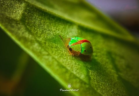 Chiridopsis bipunctata (Indian Tortoise beetle) Chiridopsis bipunctata (Indian Tortoise beetle) is common with the host specified organism, the host usually calotropis plant. This insect used as a good indication for wealth and properties in the Indian rituals. Chiridopsis bipunctata,Geotagged,Green,India,Ladybug,Sweetpotato tortoise beetle,Wild Karnataka,golden bug,green insect,incredible india,miniature,tiny,wildkarnataka