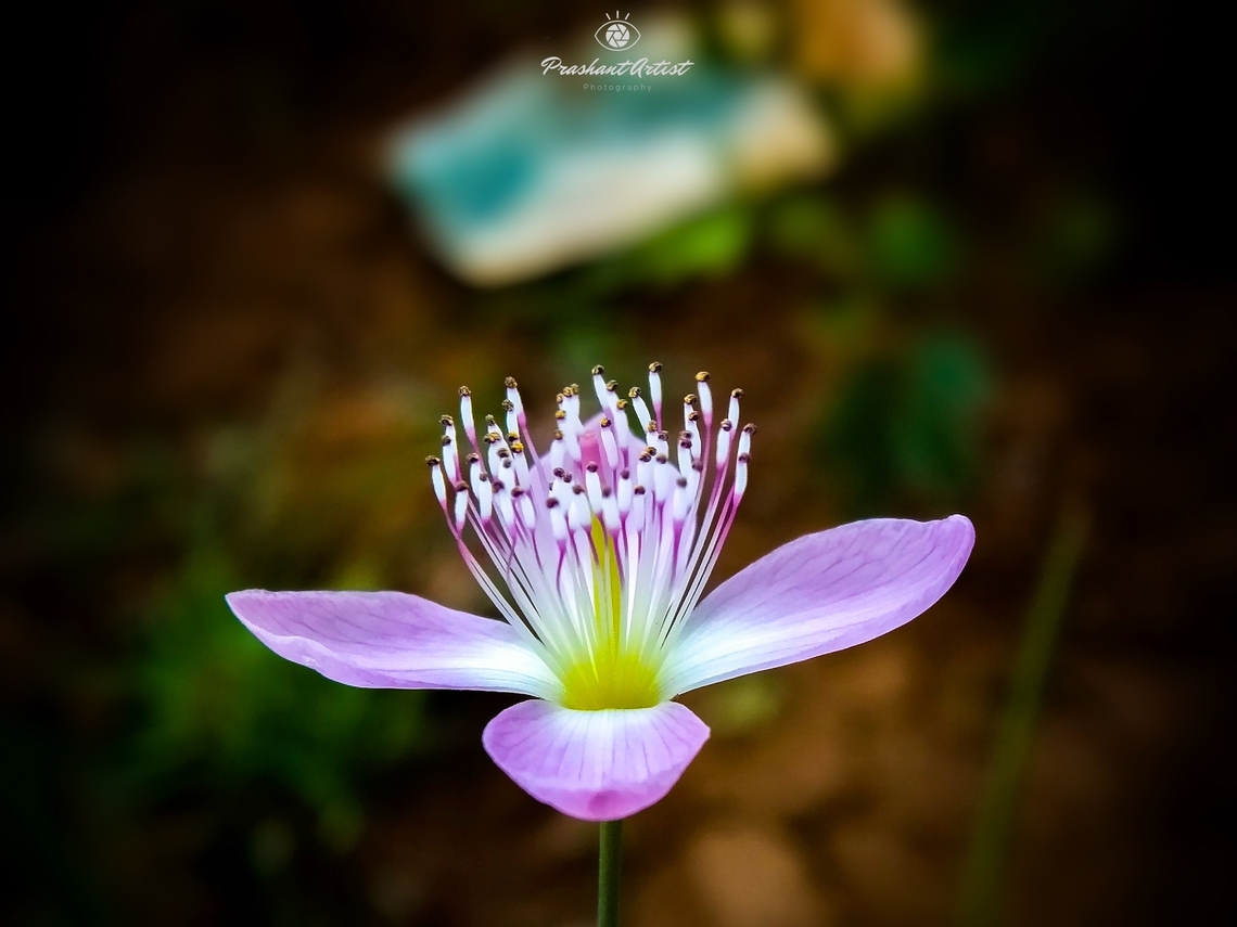 Cleome chelidonii (Spider flower) This species is very common in India, usually form of this species very short and habitat wet land near lake and weed. Cleome chelidonii,Geotagged,India,Pink,Pink Flowers,Pink Spider Flower,Wild Karnataka,Wildflowers,cleoma chelidonii.,flower,flowering plant,incredible india,pink flower,weed