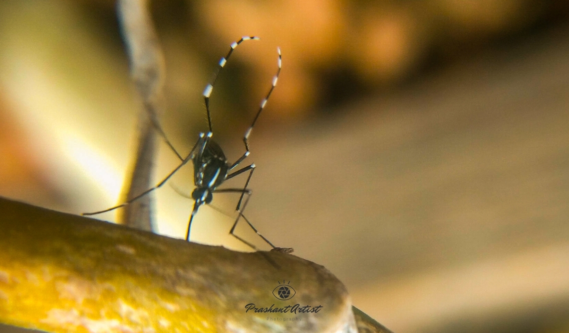 Aedes albopictus (Asian Tiger Mosquito). This mosquito found in forest area's, This mosquito noise more than normal mosquito like Anopheles sp or Culex. i got him in thick western ghat belt. Aedes albopictus,Asian tiger mosquito,Geotagged,India,Insects,Macro,Mosquito,WeMacro,Wild Karnataka,entomologist,entomology,incredible india,insect,miniature
