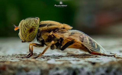 Eristalinus punctulatus (Spotted-eye syrphid fly). Found in Gadag Karnataka India. This insect is common and eyes are dotted, looks like hoverfly. Eristalinus punctulatus,Fly,Geotagged,India,Insects,Macro,Macro Garden,Native drone fly,entomologia,entomologist,entomology,flies,insect,miniature