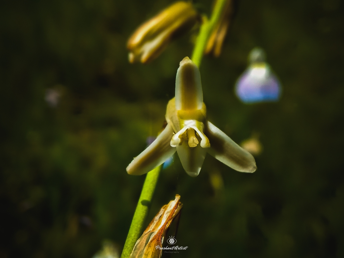 Dipcadi montanum This plant found in western belt of Karnataka India. Dipcadi montanum,Geotagged,India,Wild Karnataka,Wildflowers,bloom,blooming,dicadi montanum,dipcadi,flower,flowering plant,incredible india.,wildflower,wildkarnataka