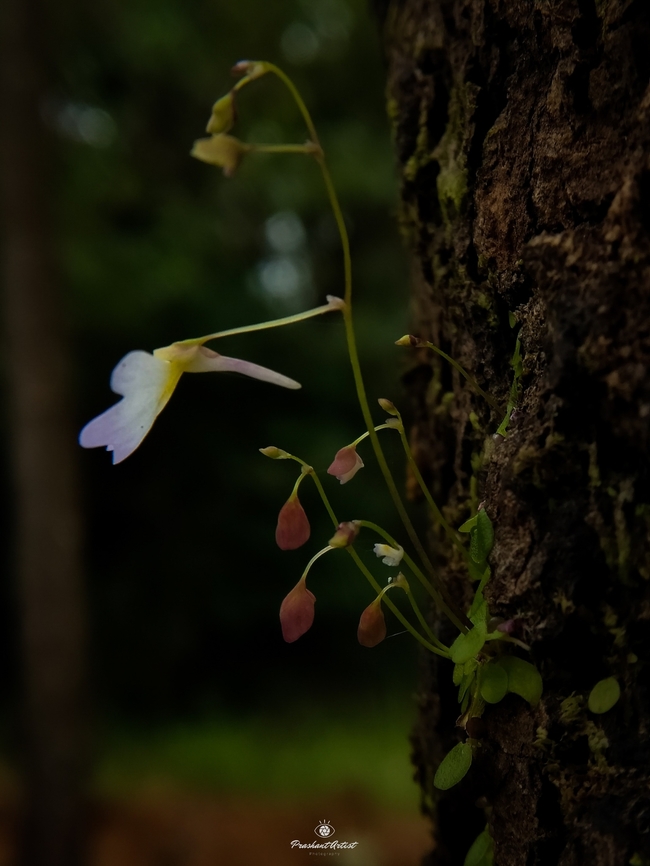 Utricularia striatula This bloom arise only at wet condition, always it grows on rocks or barks of tree. the picture taken in low exposure dues to structural details will clearly catch. Forest,Geotagged,Grass,India,Rainforest,Utricularia striatula,Wild Karnataka,bloom,cornivore plant,detail,flowering plant,incredible india,insectivorous plant,miniature,utricularia,utricularia striatula,wetland,wildflower