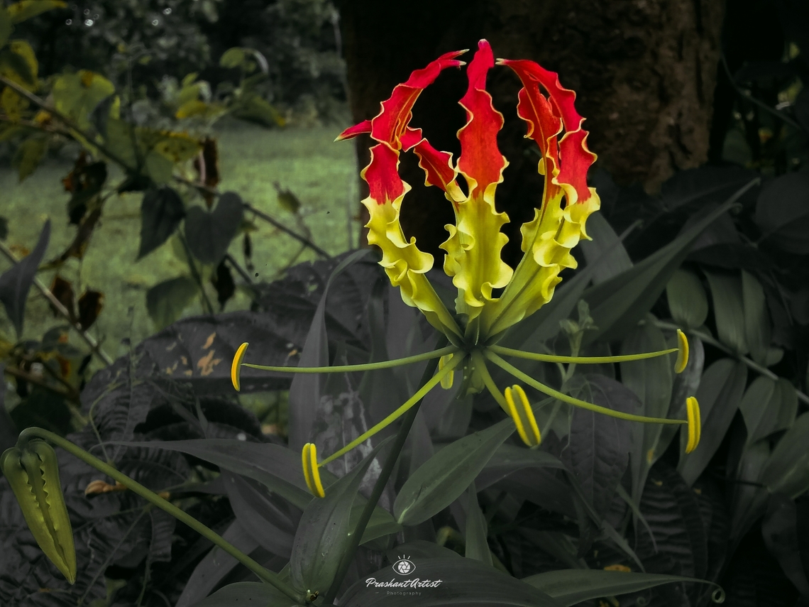 Gloriosa superba (Fire bloom) This gloriosa superba used to extract colchisine, due to presence of the alkaloid this plant has been added or it belongs to Colchicaceae family. the plant bloom is unique looks like fire therefor this bloom known of fire bloom ever. Flame Lily,Forest,Geotagged,Gloriosa superba,India,Wild Karnataka,bloom,dark,darkforest,fire,fire bloom,flower,incredible india,red,red flowers,wild flower