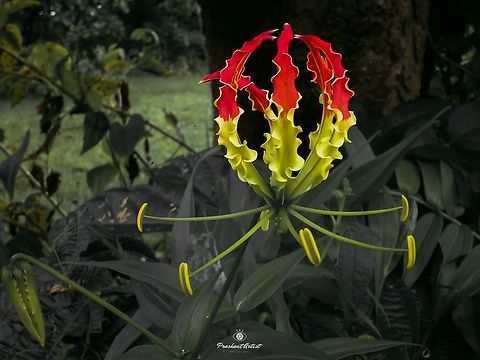 Gloriosa superba (Fire bloom) This gloriosa superba used to extract colchisine, due to presence of the alkaloid this plant has been added or it belongs to Colchicaceae family. the plant bloom is unique looks like fire therefor this bloom known of fire bloom ever. Flame Lily,Forest,Geotagged,Gloriosa superba,India,Wild Karnataka,bloom,dark,darkforest,fire,fire bloom,flower,incredible india,red,red flowers,wild flower