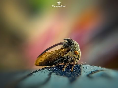 Acanthuchus trispinifer (Tri-horned Tree hopper) This tree hopper ridiculous, when this insect presence can motive for the Latex producing tree must present, due to the insect sucks the latex at the fresh mode and this insect little bit dangerous to human, using the horn bites human. Acanthuchus trispinifer,Geotagged,India,Insects,Treehopper,Tri-horned Treehopper,TriHornedTreehopper,Wild Karnataka,acanthuchus,entomologia,entomologist,entomology,horns,incredible india,insect