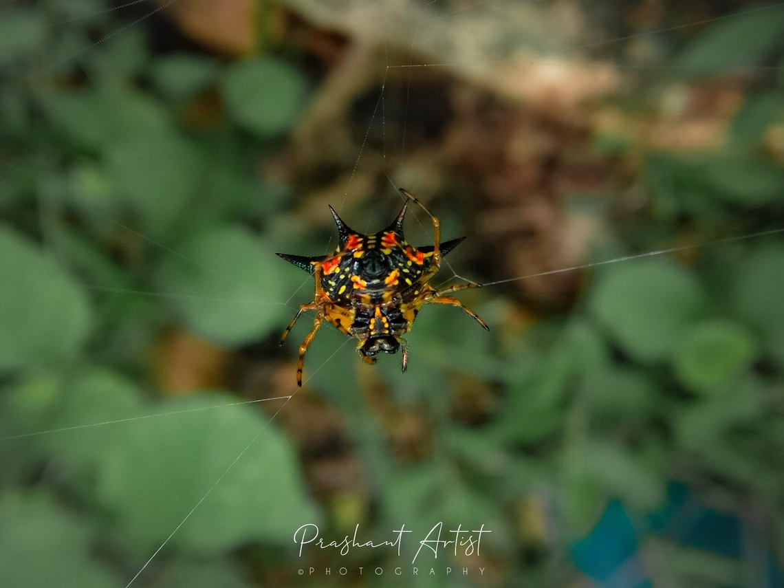 Gastracantha sp I found this spider when it is preying an fire insect and flies, immediately this insect will get some barriers of other insects to protect like king in the kingdom, soon the picture will upload about those insects which those insects are common near the water floats. This spider is common in green wet forest or else we can say the evergreen forest range. Forest,Geotagged,India,Insects,Wild Karnataka,flies,gastracantha,incredible india,insect,prey,red,semi evergreen woods.,spider,web