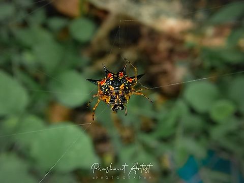 Gastracantha sp I found this spider when it is preying an fire insect and flies, immediately this insect will get some barriers of other insects to protect like king in the kingdom, soon the picture will upload about those insects which those insects are common near the water floats. This spider is common in green wet forest or else we can say the evergreen forest range. Forest,Geotagged,India,Insects,Wild Karnataka,flies,gastracantha,incredible india,insect,prey,red,semi evergreen woods.,spider,web