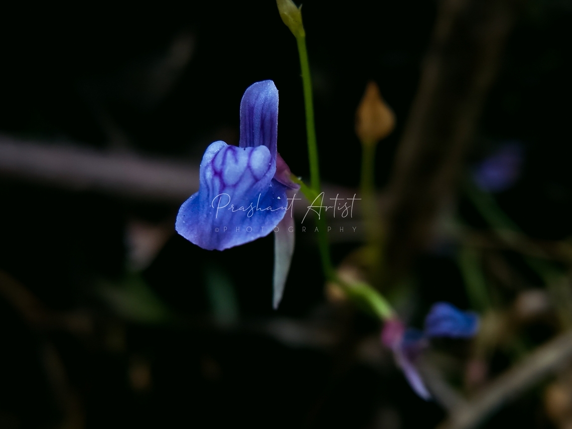 Utricularia caerulea This flower from western ghat range karnataka India. Insectivorous plant. smallest lithophytic bloom. Forest,Geotagged,India,Purple Flowers,Utricularia caerulea,Wild Karnataka,bloom,cornivore plant,incredible india,insectivorous plant,semi evergreen woods.