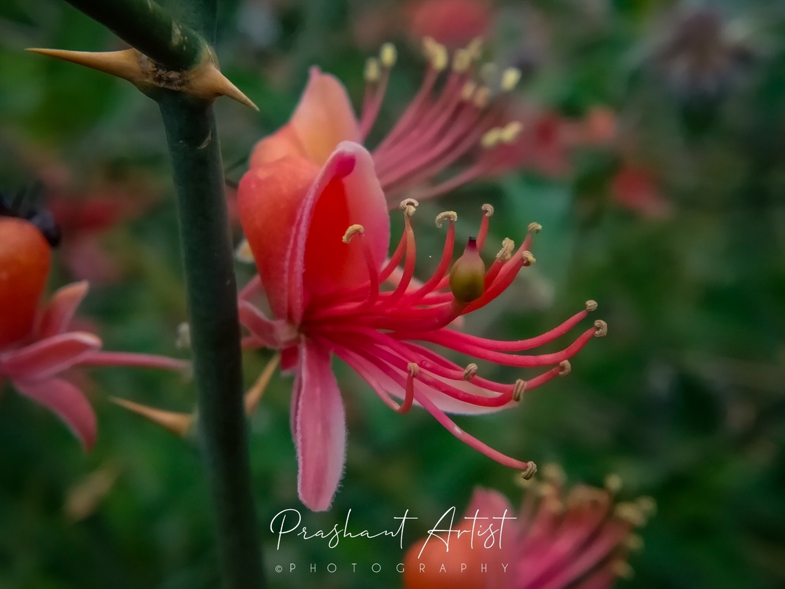 Capparis decidua This thorny shrub found near gadag karnataka India. Beautiful color and arrangement. Capparis decidua,Flowers,Geotagged,India,Kairor karir,Shrub,Thorny devil,Wild Karnataka,Wildflowers,bloom,blooming,flower,incredible india,red,thorns,wildflower