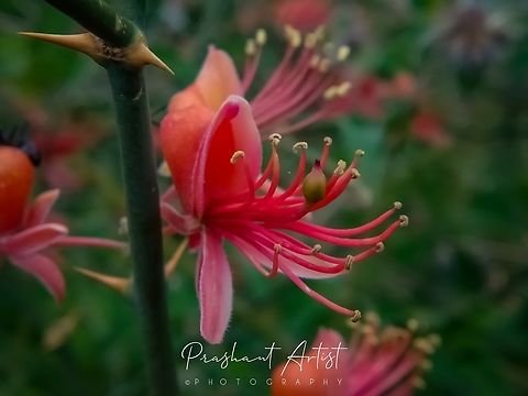 Capparis decidua This thorny shrub found near gadag karnataka India. Beautiful color and arrangement. Capparis decidua,Flowers,Geotagged,India,Kairor karir,Shrub,Thorny devil,Wild Karnataka,Wildflowers,bloom,blooming,flower,incredible india,red,thorns,wildflower