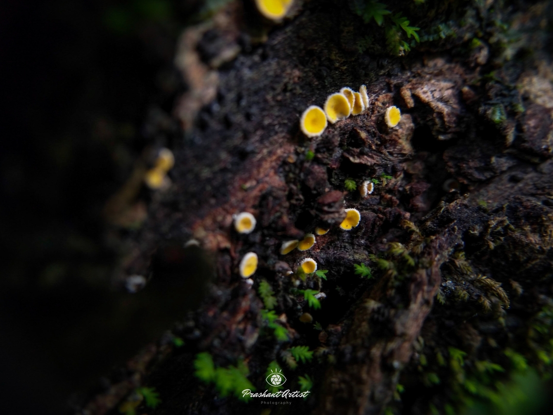 Lachnellula agassizii (Helotiales - Cup Fungi) I found some patches on tree bark and got small cup fungus and photographer, these species are very common in india but somehow not mentioned as much article. Studies of fungi can evolve the species variation. Western ghats of India. Fungi,Geotagged,India,Lachnellula agassizii,Macro,Wild Karnataka,cup fungi,detail,incredible india,mycology,orange fungi,tiny,yellow
