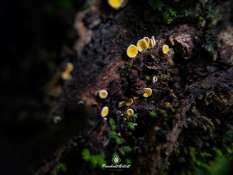 Lachnellula agassizii (Helotiales - Cup Fungi) I found some patches on tree bark and got small cup fungus and photographer, these species are very common in india but somehow not mentioned as much article. Studies of fungi can evolve the species variation. Western ghats of India. Fungi,Geotagged,India,Lachnellula agassizii,Macro,Wild Karnataka,cup fungi,detail,incredible india,mycology,orange fungi,tiny,yellow