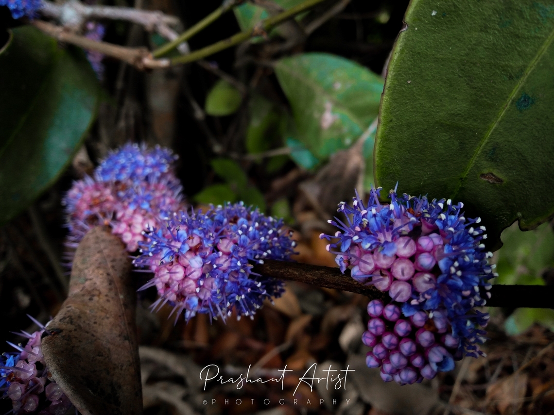 Memecylon umbellatum This species got near chikmangalur and even in Yellapur district Karnataka state, India. Geotagged,India,Memecylon umbellatum,Wild Karnataka,blooming,incredible india,memecylon,memocylon umbellatum