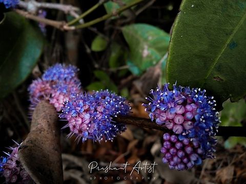 Memecylon umbellatum This species got near chikmangalur and even in Yellapur district Karnataka state, India. Geotagged,India,Memecylon umbellatum,Wild Karnataka,blooming,incredible india,memecylon,memocylon umbellatum